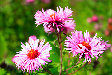 Image showing red asters in the garden