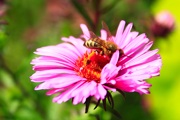 Image showing bee on the flower of aster