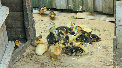 Image showing amusing ducklings on the poultry