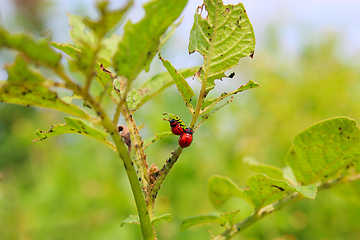 Image showing larvas of colorado beetles on the leaves of a potato