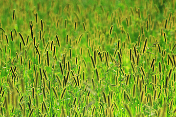 Image showing thicket of high green grass in the field