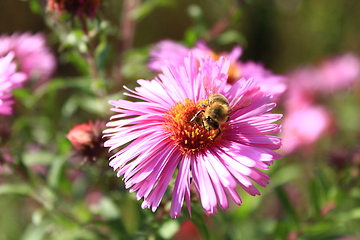 Image showing bee climbs on the flower of aster