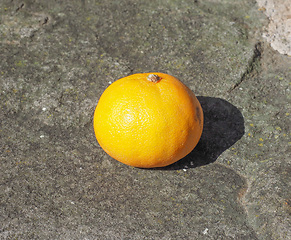 Image showing Orange Mandarin fruit