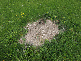 Image showing Mole holes in a lawn