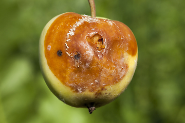 Image showing Spoiled apple harvest