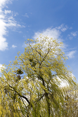 Image showing flowering willow, close-up