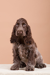 Image showing dog english cocker spaniel