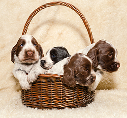 Image showing puppy of brown English Cocker Spaniel dog