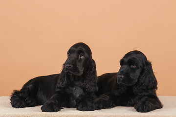 Image showing dog english cocker spaniel