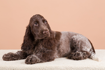 Image showing dog english cocker spaniel