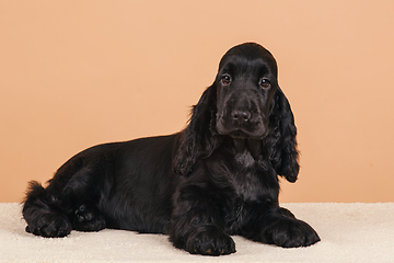 Image showing dog english cocker spaniel