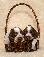 Image showing two puppy of brown English Cocker Spaniel dog