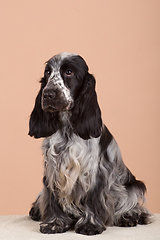 Image showing dog english cocker spaniel