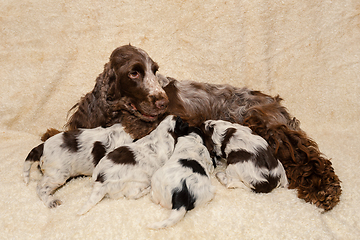 Image showing family of lying English Cocker Spaniel dog