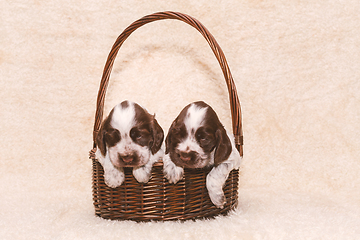 Image showing two puppy of brown English Cocker Spaniel dog