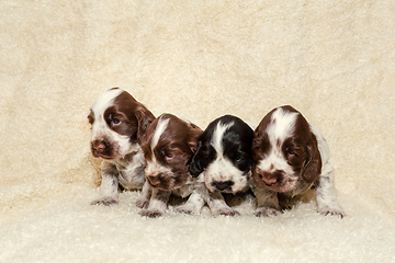 Image showing English Cocker Spaniel dog puppies