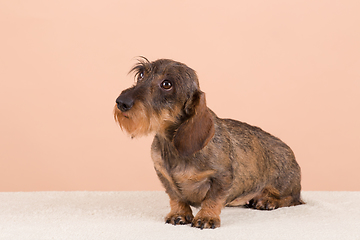 Image showing female portrait of brown dog dachshund