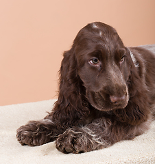 Image showing dog english cocker spaniel