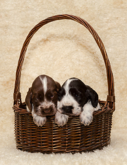 Image showing two puppy of brown English Cocker Spaniel dog