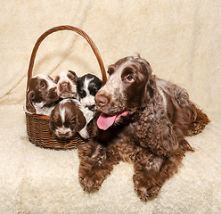 Image showing family of lying English Cocker Spaniel dog