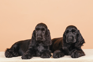 Image showing dog english cocker spaniel