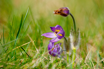 Image showing spring flower Pulsatilla pratensis (small pasque flower)