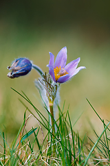 Image showing spring flower Pulsatilla pratensis (small pasque flower)