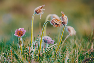 Image showing spring flower Pulsatilla pratensis (small pasque flower)