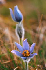 Image showing spring flower Pulsatilla pratensis (small pasque flower)