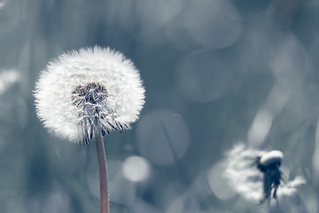 Image showing close up of Dandelion on background green grass