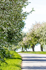 Image showing Road with tree in bloom