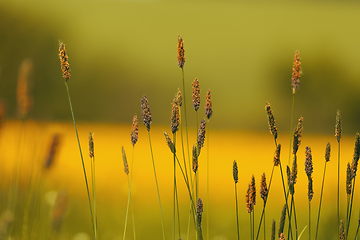 Image showing grass on meadow, yellow color