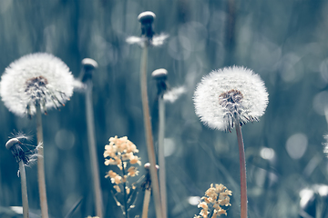 Image showing close up of Dandelion on background green grass