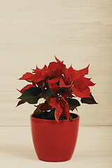 Image showing christmas flower red Poinsettia in the pot