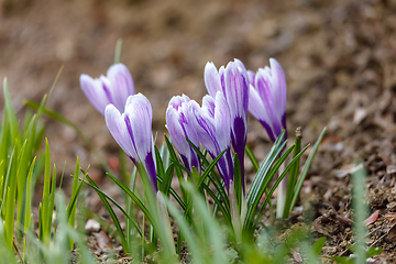 Image showing spring flower Pulsatilla pratensis (small pasque flower)