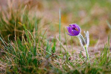 Image showing spring flower Pulsatilla pratensis (small pasque flower)