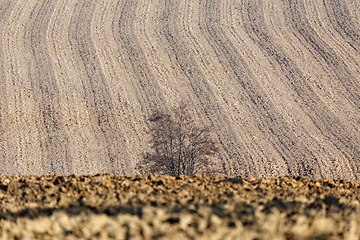 Image showing alone tree in front of spring field