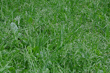 Image showing Natural green grass