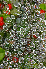 Image showing water drop on spider web