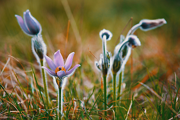 Image showing spring flower Pulsatilla pratensis (small pasque flower)