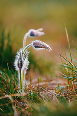 Image showing spring flower Pulsatilla pratensis (small pasque flower)