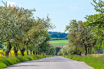 Image showing Road with tree in bloom