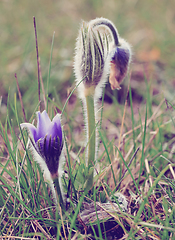 Image showing spring flower Pulsatilla pratensis (small pasque flower)