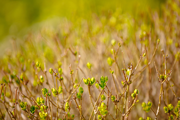 Image showing bud on spring tree spring