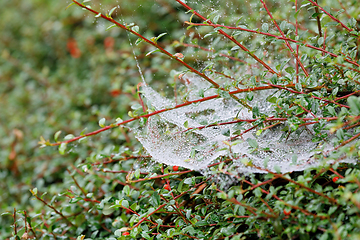Image showing water drop on spider web