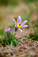 Image showing spring flower Pulsatilla pratensis (small pasque flower)