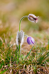 Image showing spring flower Pulsatilla pratensis (small pasque flower)