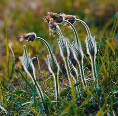 Image showing spring flower Pulsatilla pratensis (small pasque flower)