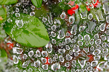 Image showing water drop on spider web