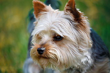 Image showing Cute small pet dog yorkshire terrier
